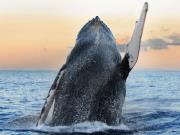  maui whale watch